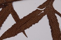 翅柄三叉蕨藏品圖，第3張