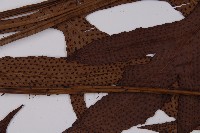 翅柄三叉蕨藏品圖，第4張