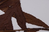 翅柄三叉蕨藏品圖，第5張