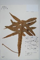 海岸星蕨藏品圖，第1張