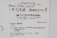 二形鳳尾蕨藏品圖，第2張