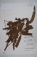 羅蔓藤蕨藏品圖，第1張