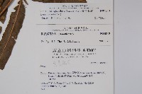 羅蔓藤蕨藏品圖，第2張