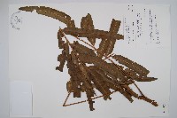 羅蔓藤蕨藏品圖，第3張