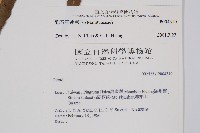 羅蔓藤蕨藏品圖，第4張