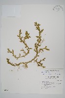 小笠原卷柏藏品圖，第1張