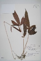 新月蕨藏品圖，第1張