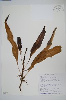 波氏星蕨藏品圖，第1張