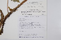 海州骨碎補藏品圖，第2張