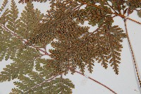 海州骨碎補藏品圖，第4張