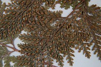 海州骨碎補藏品圖，第5張