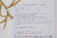 石松藏品圖，第2張