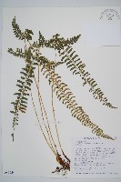 韓氏耳蕨藏品圖，第1張