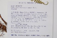 韓氏耳蕨藏品圖，第2張