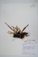 擬芨瓦葦藏品圖，第1張