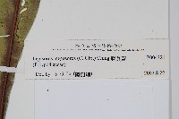 鱗瓦葦、長柄瓦葦藏品圖，第2張