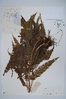 三角脈鳳尾蕨藏品圖，第1張