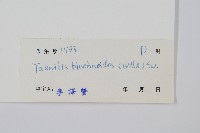 竹葉蕨藏品圖，第2張