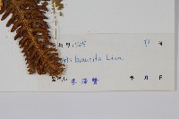 弧脈鳳尾蕨藏品圖，第2張