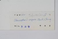 新月蕨藏品圖，第2張