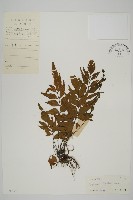 鐮葉鐵角蕨藏品圖，第1張