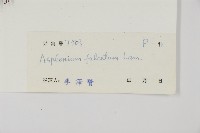 鐮葉鐵角蕨藏品圖，第2張