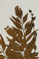 鐮葉鐵角蕨藏品圖，第3張