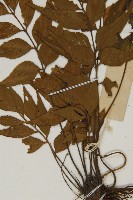 鐮葉鐵角蕨藏品圖，第4張