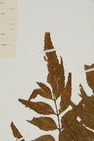 鐮葉鐵角蕨藏品圖，第5張