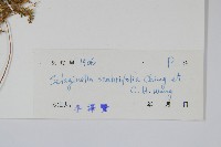 糙葉卷柏藏品圖，第2張