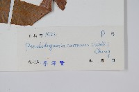 崖薑蕨藏品圖，第2張