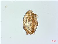 哈氏假複葉耳蕨藏品圖，第3張