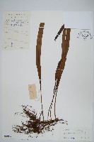 登錄號:P004330藏品圖，第1張