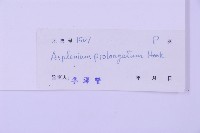 長生鐵角蕨藏品圖，第2張