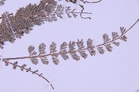 長生鐵角蕨藏品圖，第3張