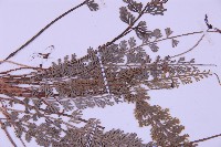 長生鐵角蕨藏品圖，第4張