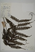 高士佛擬肋毛蕨藏品圖，第1張