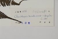 高士佛擬肋毛蕨藏品圖，第2張
