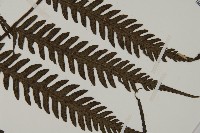 高士佛擬肋毛蕨藏品圖，第3張