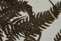 高士佛擬肋毛蕨藏品圖，第4張