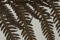 高士佛擬肋毛蕨藏品圖，第5張