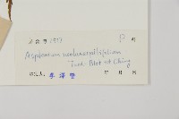 大黑柄鐵角蕨、黃鱗鐵角蕨、大羽鐵角蕨藏品圖，第2張