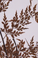 大黑柄鐵角蕨、黃鱗鐵角蕨、大羽鐵角蕨藏品圖，第3張