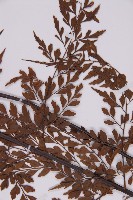 大黑柄鐵角蕨、黃鱗鐵角蕨、大羽鐵角蕨藏品圖，第4張