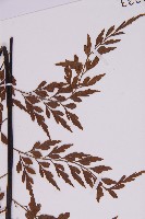 大黑柄鐵角蕨、黃鱗鐵角蕨、大羽鐵角蕨藏品圖，第5張