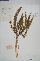 網脈鱗始蕨藏品圖，第1張