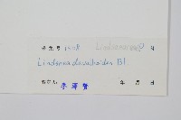 網脈鱗始蕨藏品圖，第2張