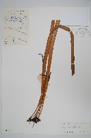 垂葉書帶蕨藏品圖，第1張