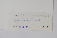 垂葉書帶蕨藏品圖，第2張