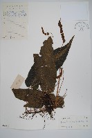 單葉新月蕨藏品圖，第1張